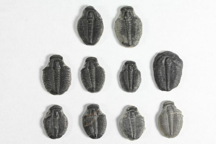 Lot: / Elrathia Trilobite Molt Fossils - Pieces #92056
